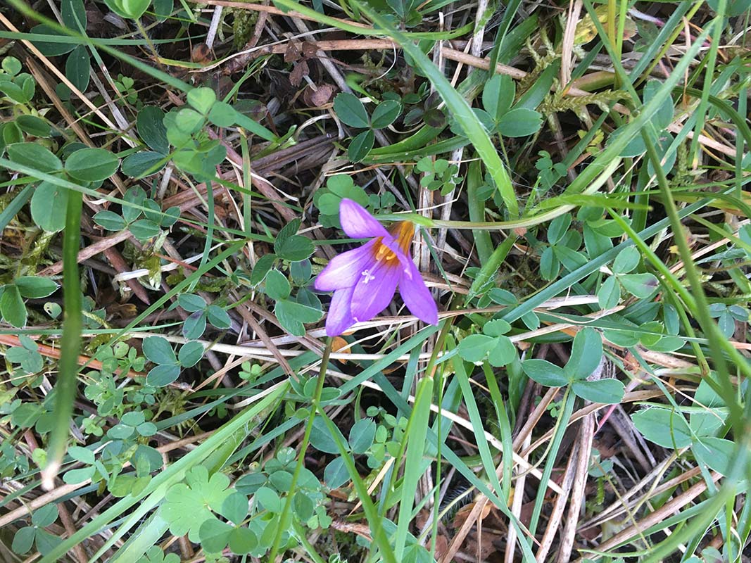 Romulea bulbocodium